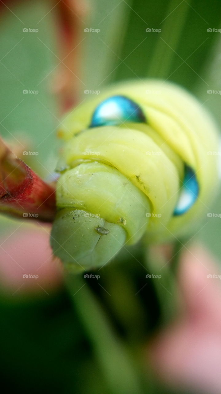 the beautiful big green bug close up photo