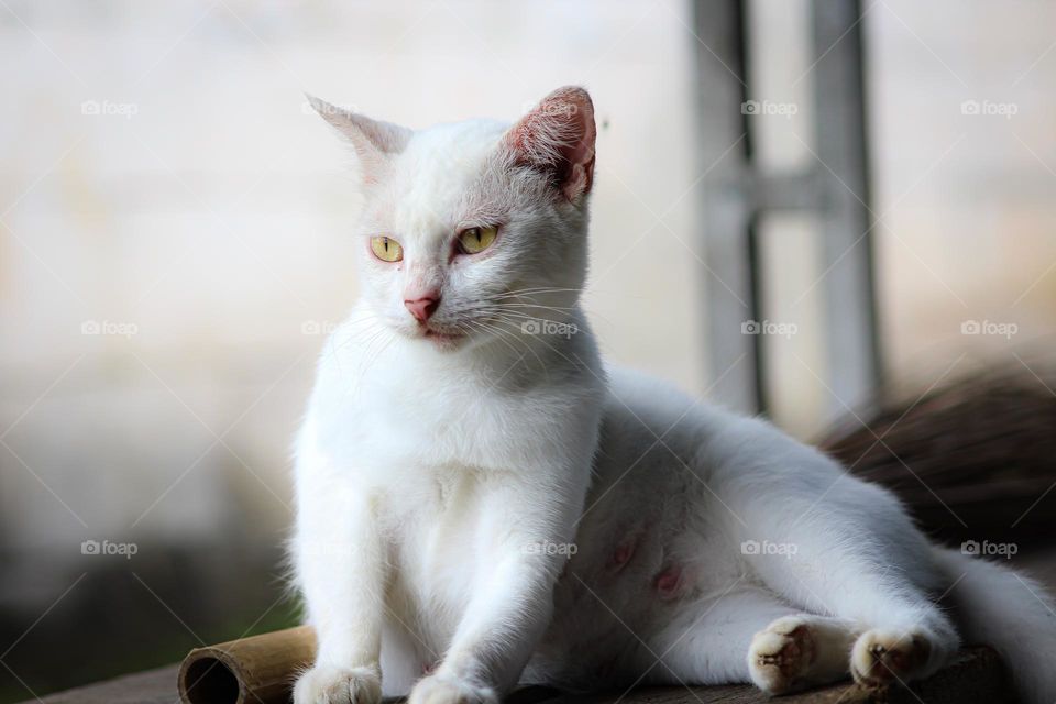 A white cat is sitting.
