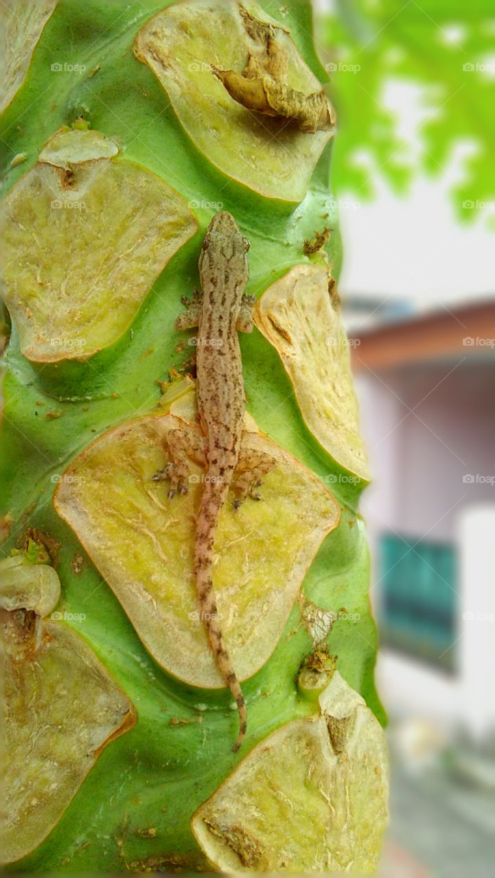 a lizard on papaya tree