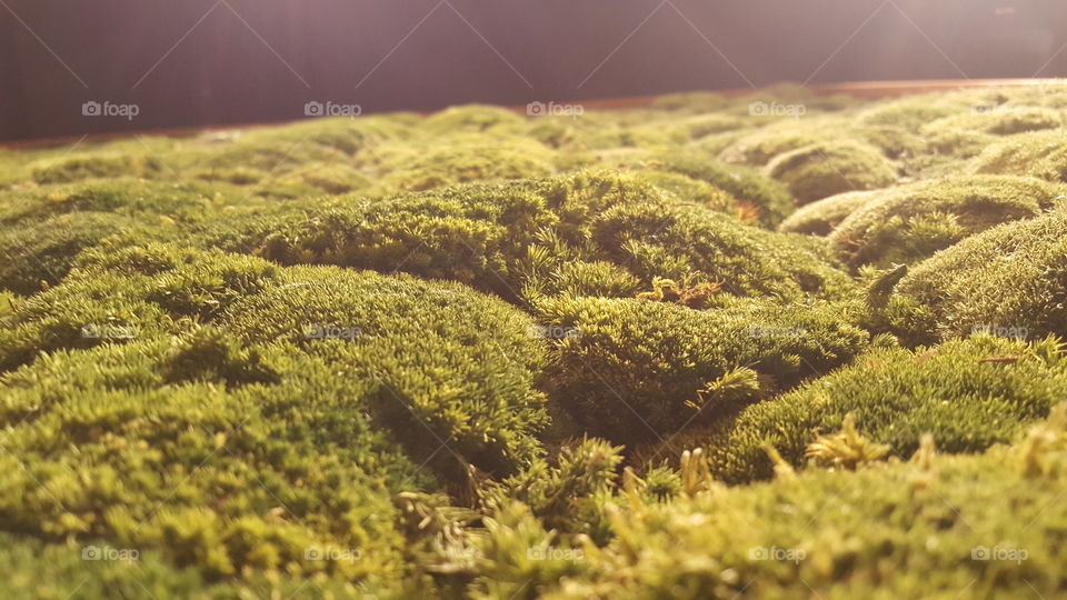 Das ist ein Bild aus Moos 2X2 Meter . Wow