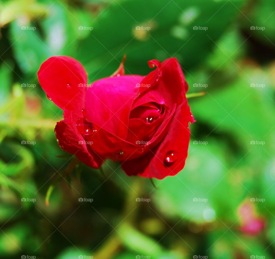 Close-up of a rose rose