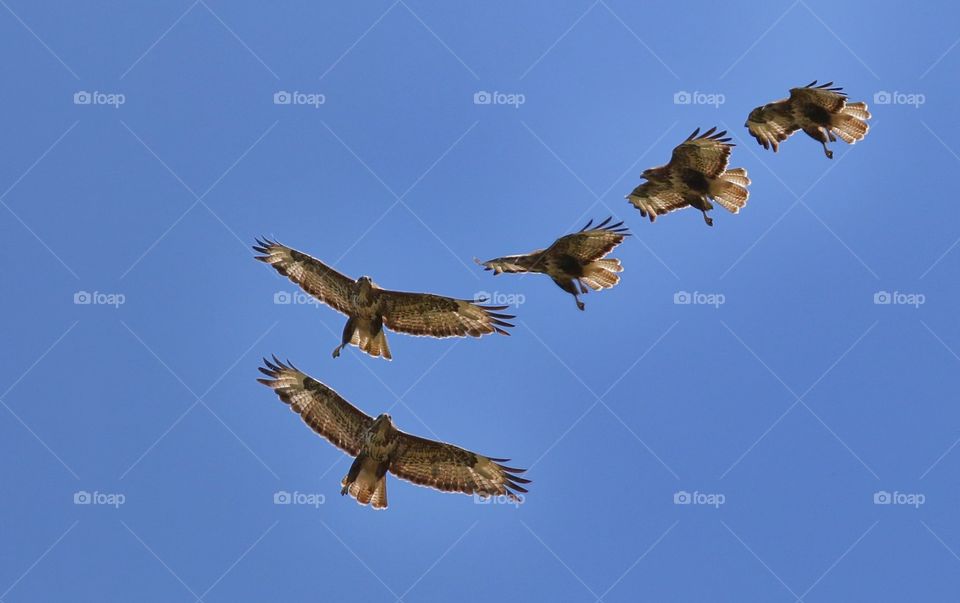 Multiple exposure of bird flying in sky