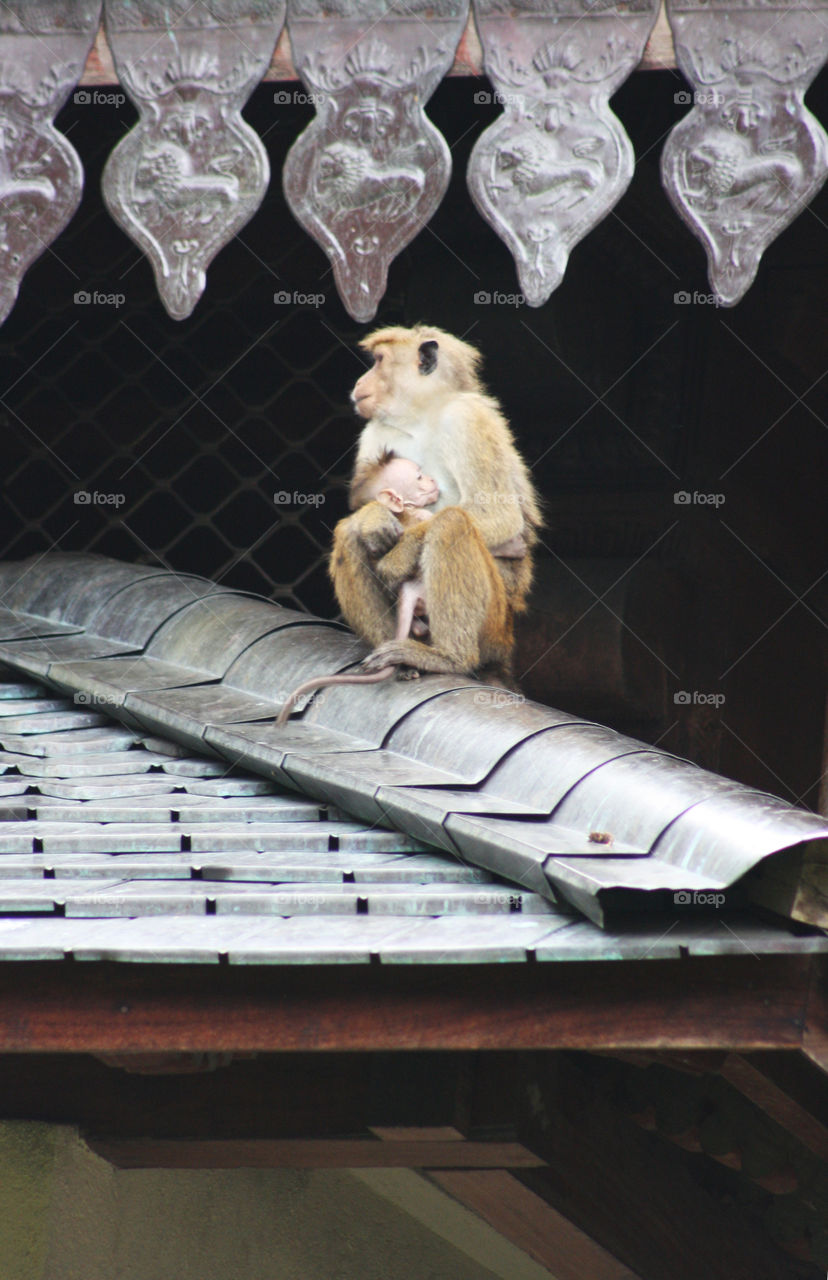 Feeding time while perched on a Buddhist Temple roof, a good lookout.