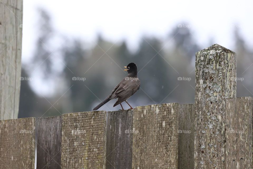 Bird on the gate door 