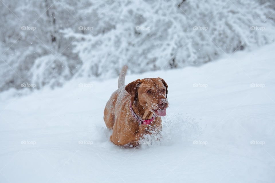 the dog in the snow