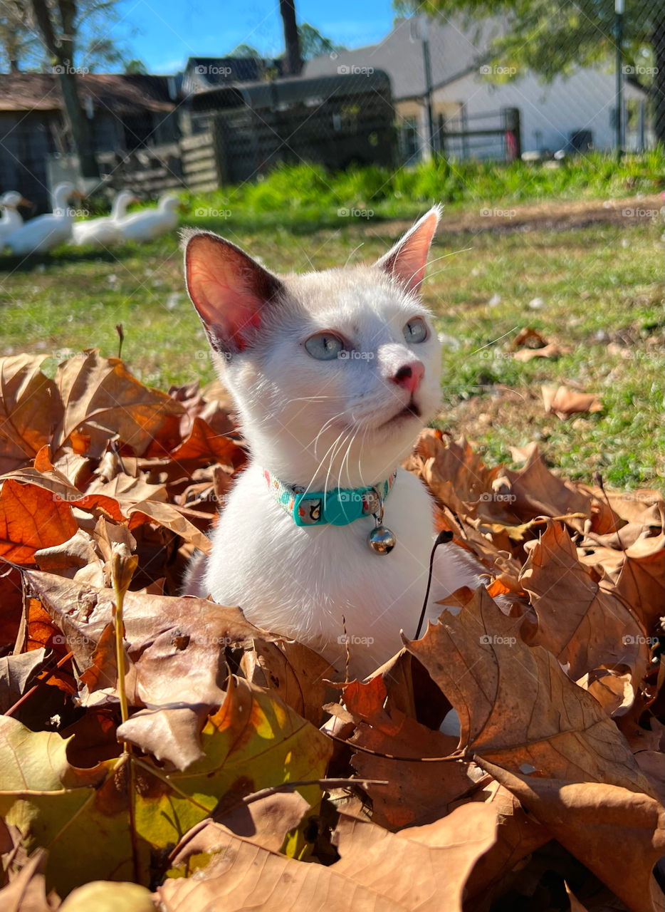 Cat in leaves