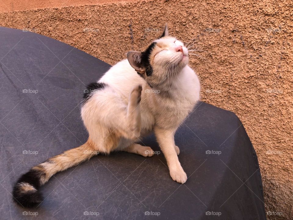 Beautiful cat is sitting on a car