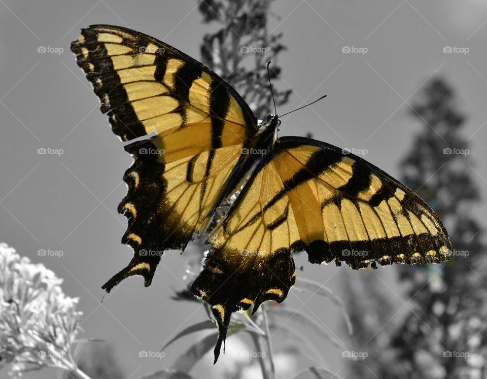 color splash butterfly