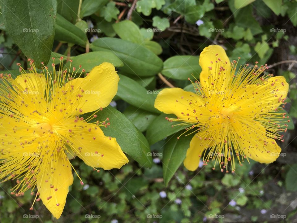 I have not seen a bloom like this before and in such great condition. A piece of yellow natural beauty.