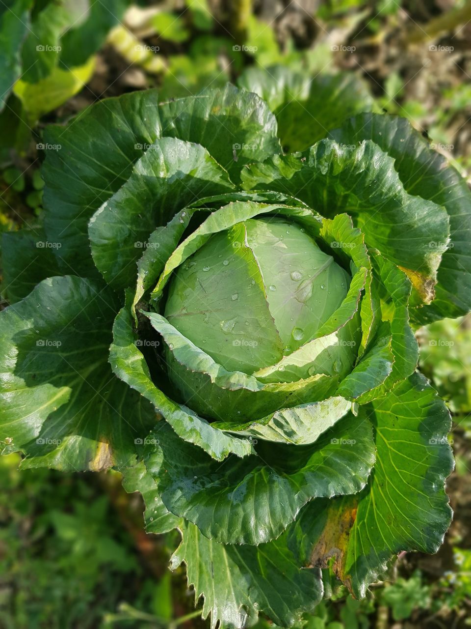 Cabbage with dew in the vegetable garden