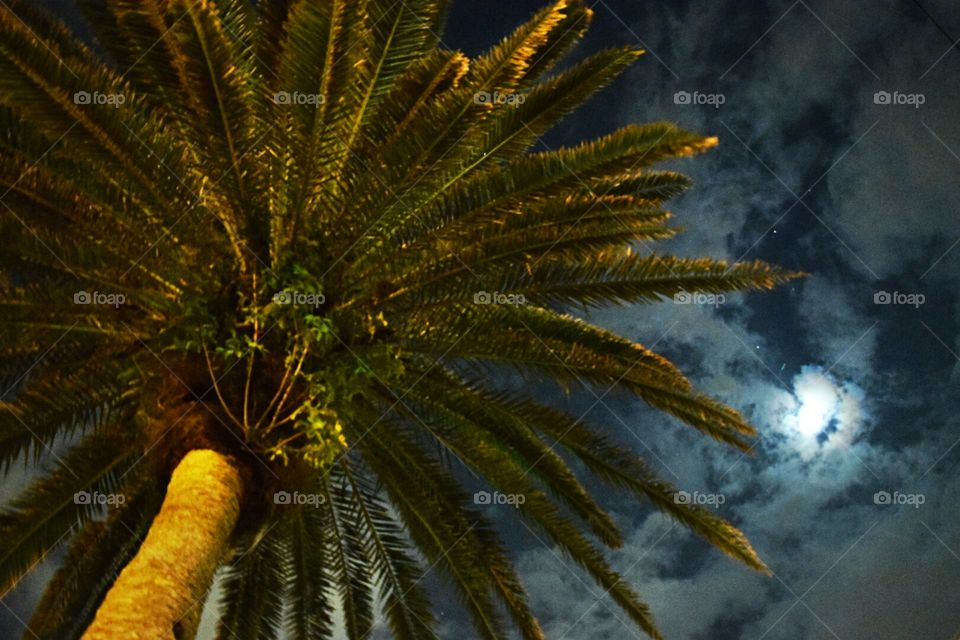 palm under moon. palm under moon