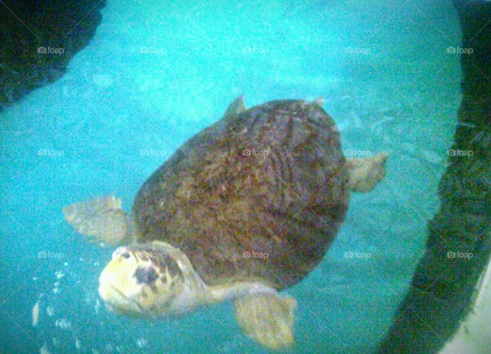 closeup of a sea turtle
