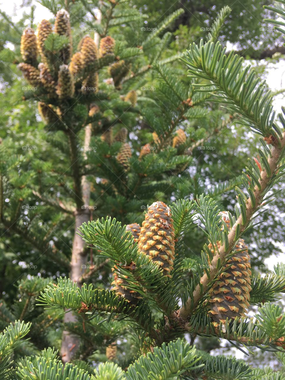 Pine cones 
