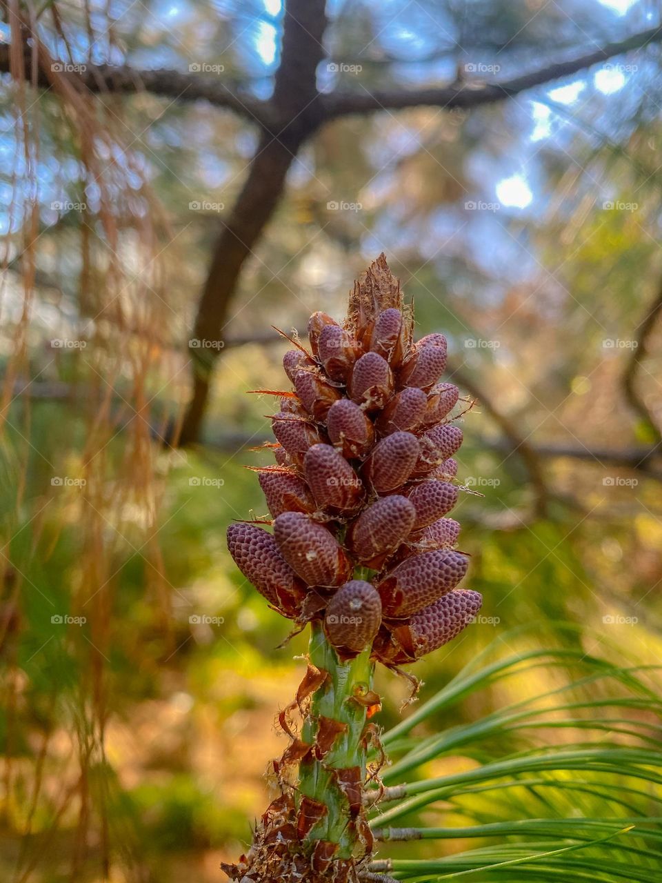 Pine cone plant