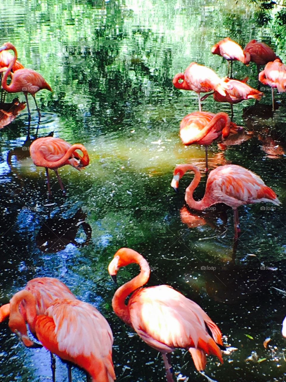 Flamingos,water
