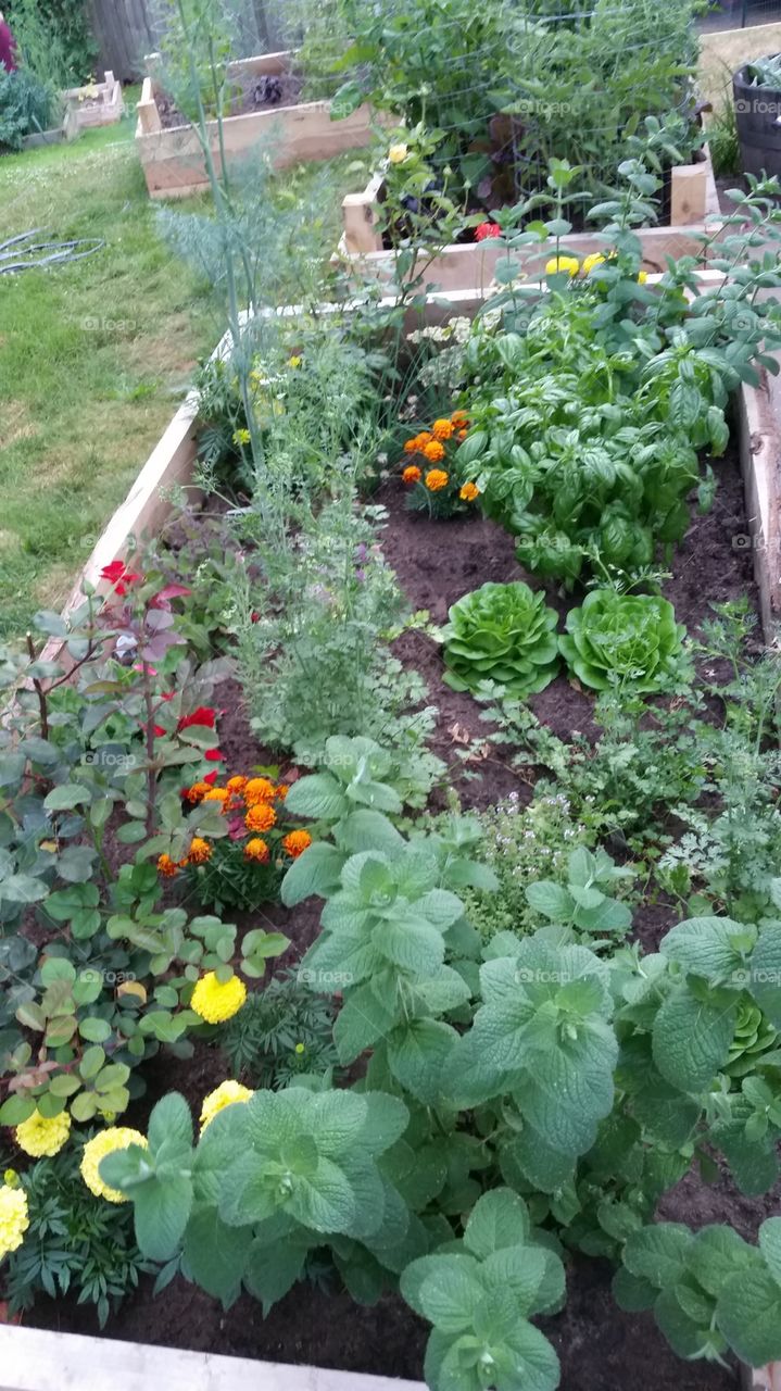garden box. we grow flowers and herbs .