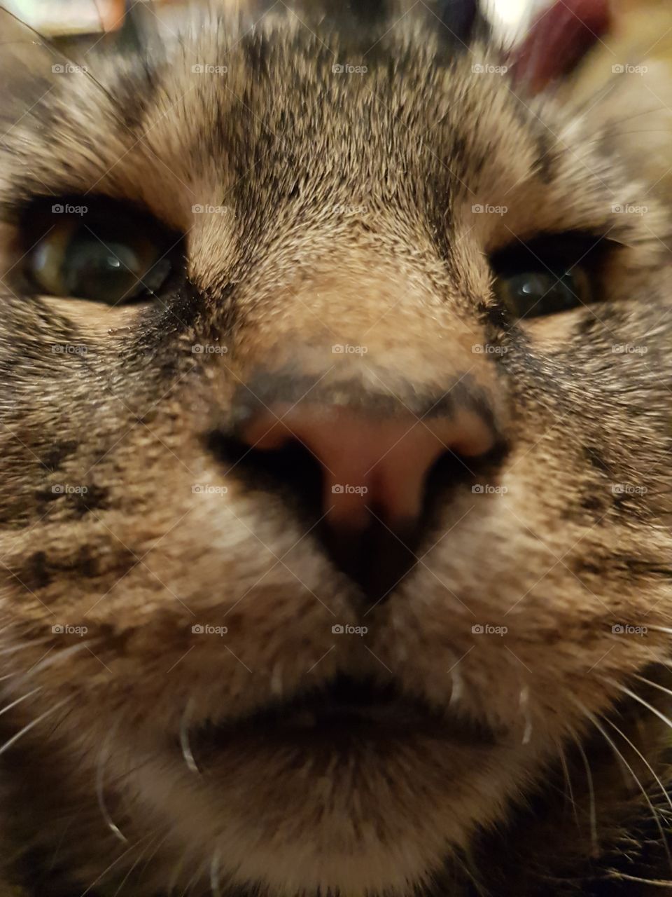 Cute aslan cat close-up