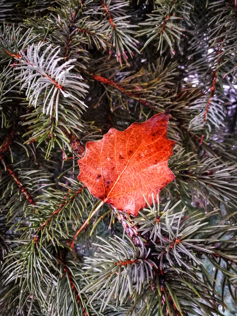 Red leaf on pine needles.