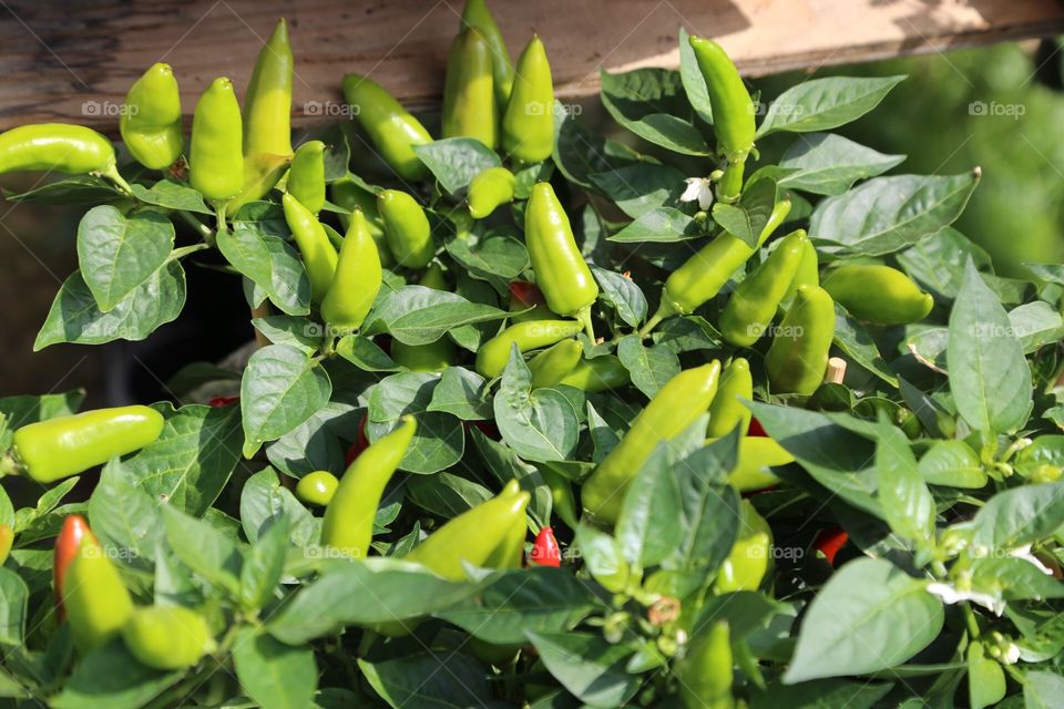 Green pepper bush in full bloom