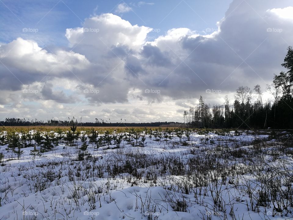 Winter sunny day near the forest, beautiful clouds.