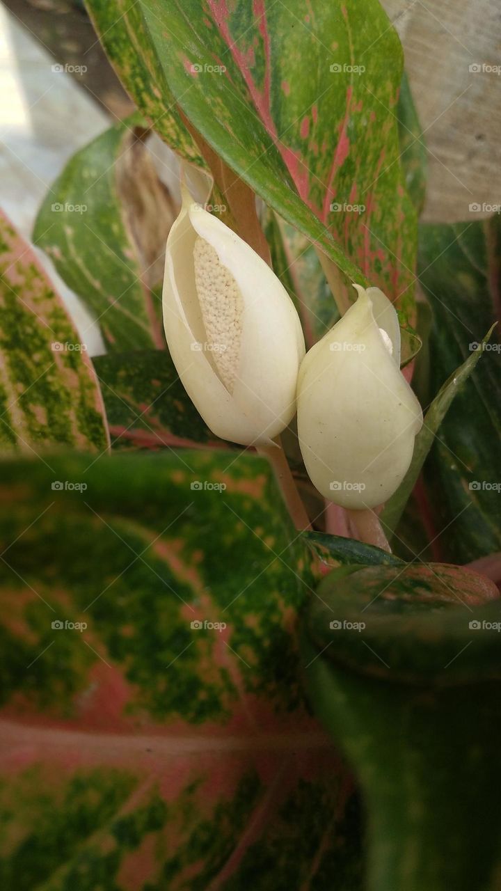 This plant displays a series of vibrant colorful foliage atop sturdy colorful