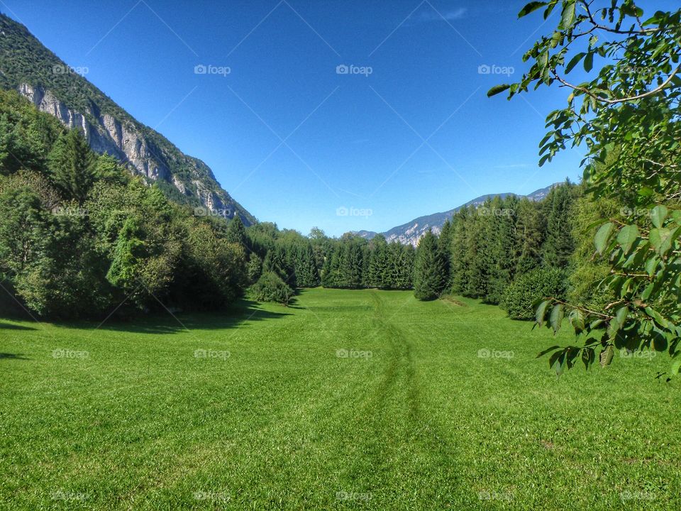 Scenic view of trees and mountain