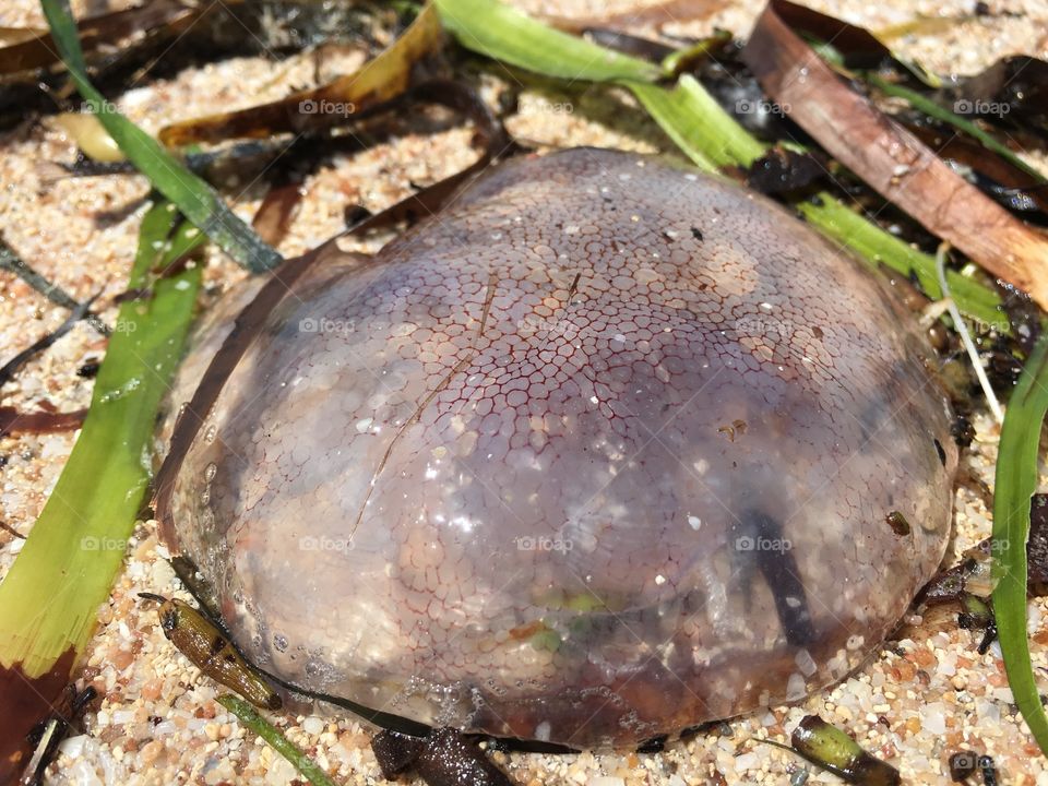 Jellyfish closeup washed ashore low tide 