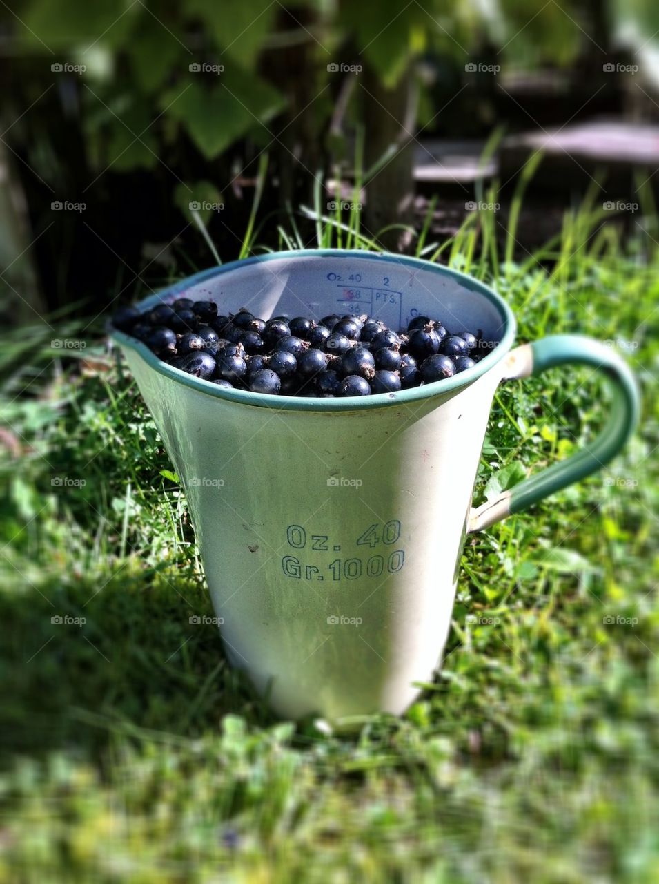 Picked black currant in vintage can.