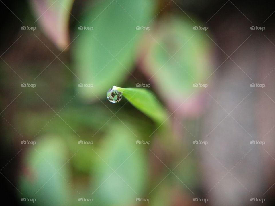 Picture taken with my smartphone and macro lens.