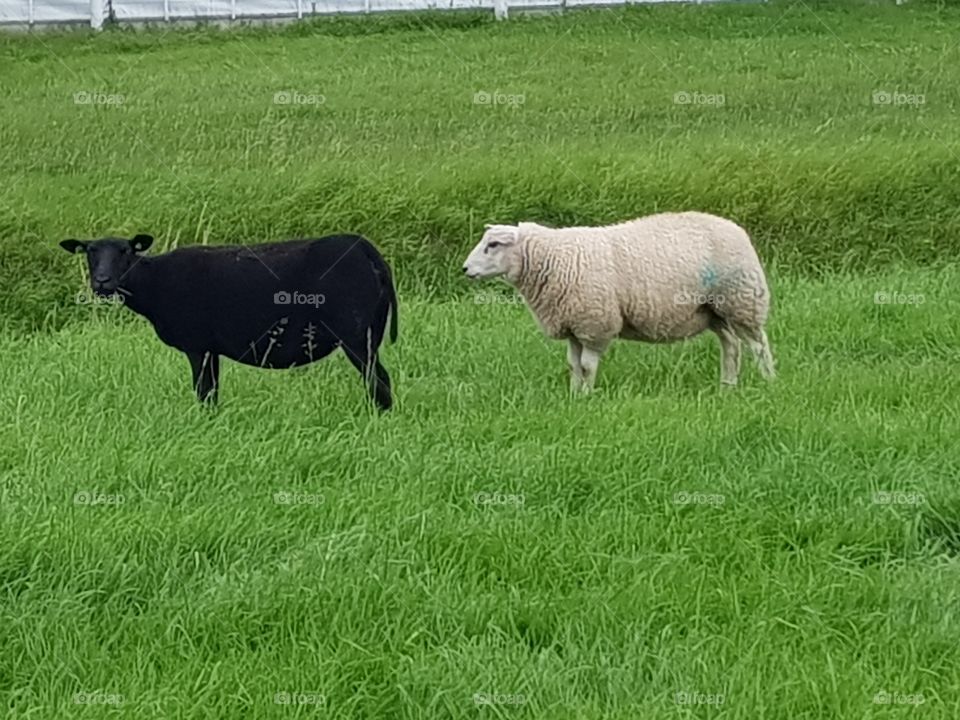 Two ruminants in the country.