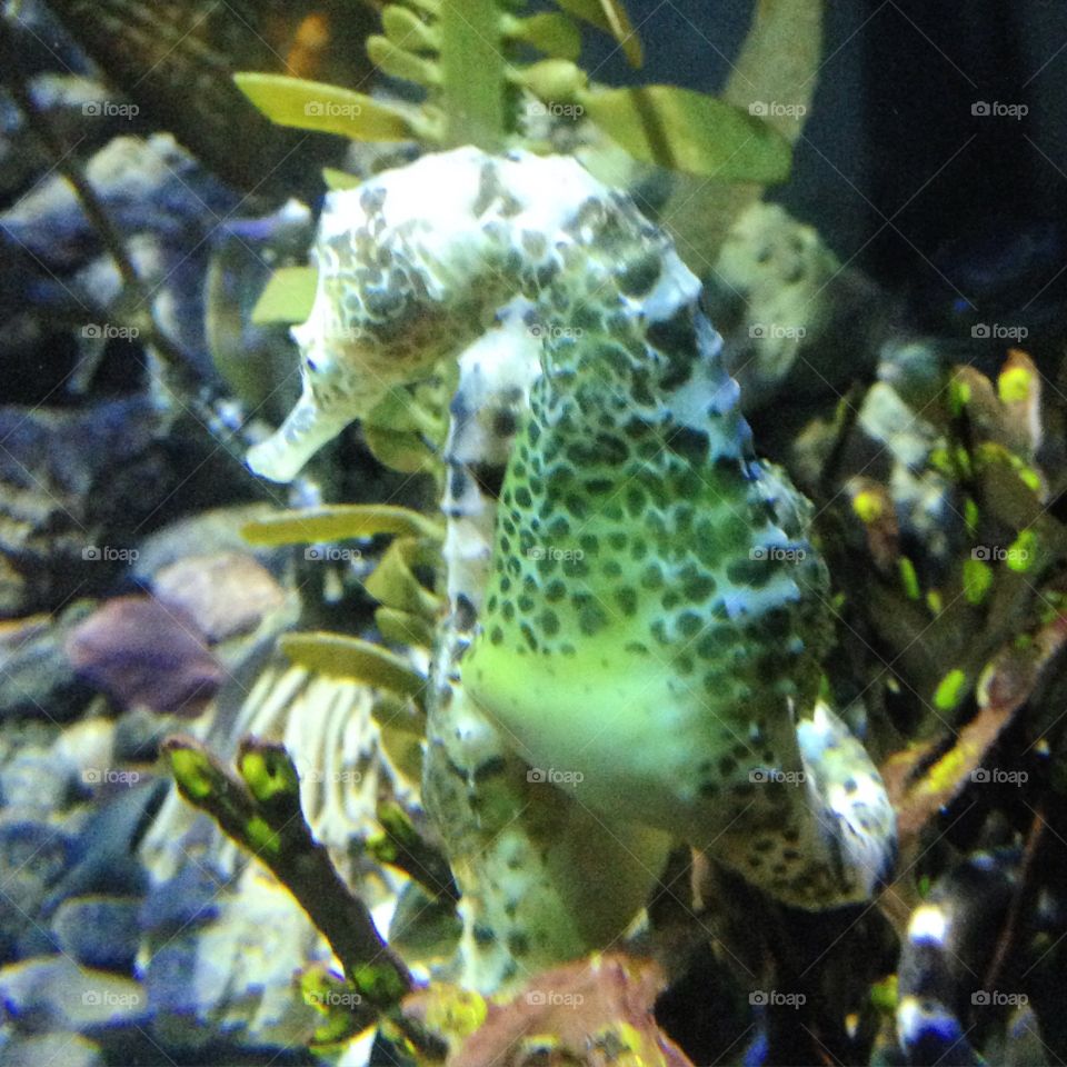 Seahorse gathering. A visit to the Henry Doorly zoo and aquarium