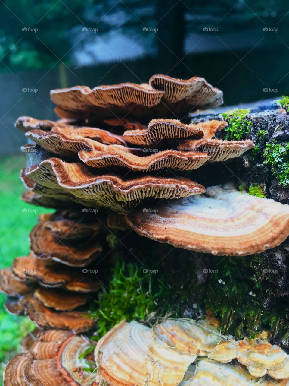 Ew a Mushroom growing off my tree trunk