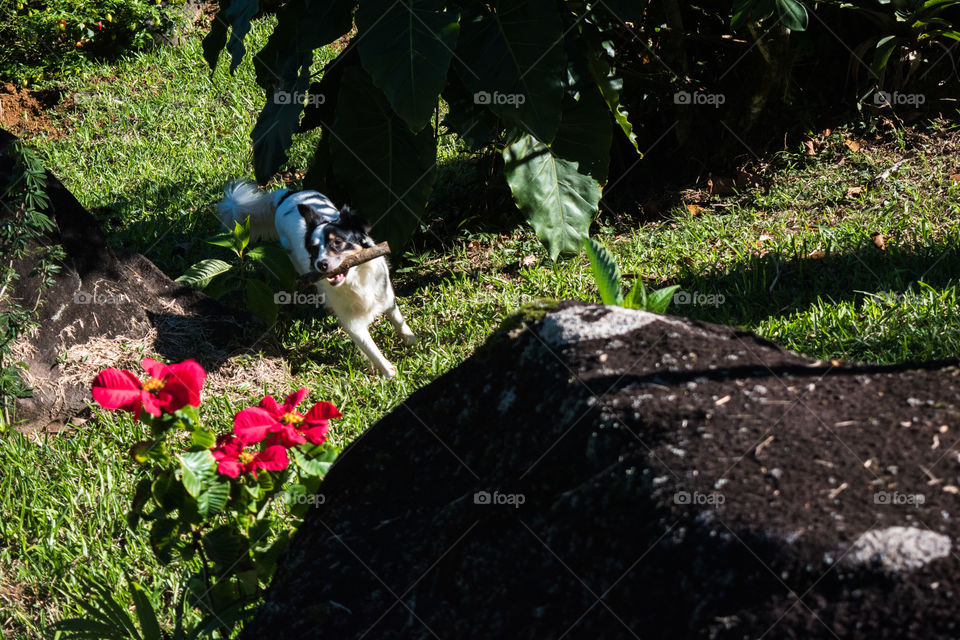 Dog playing