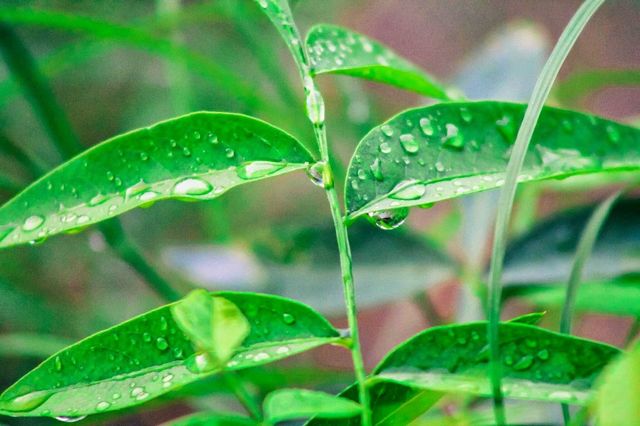 Rain drops 