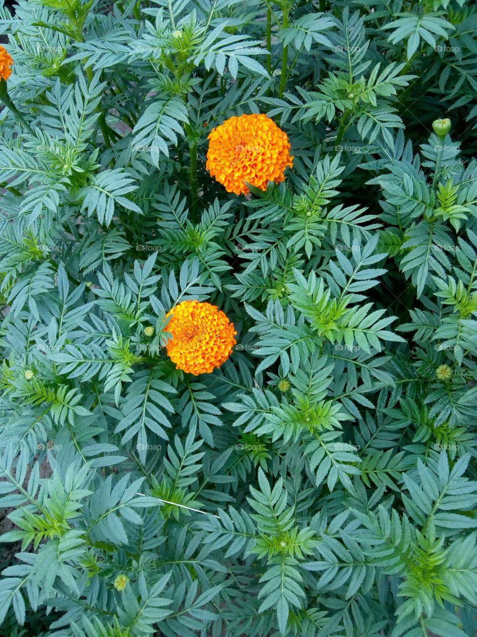 Marigold flower.