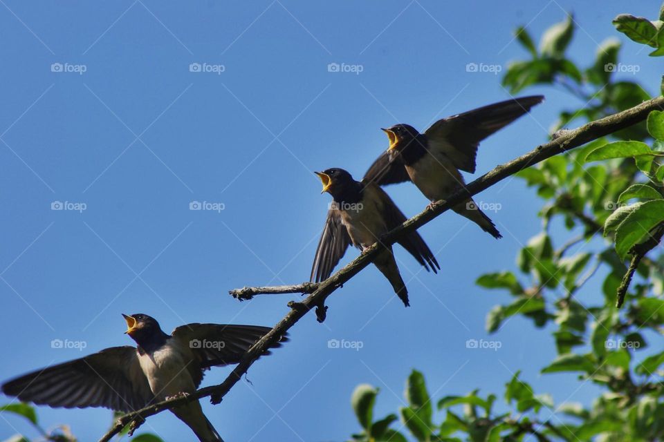Three hungry swallow hatchlings