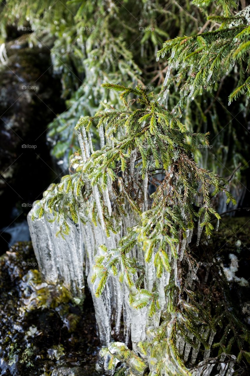 Frozen little bush