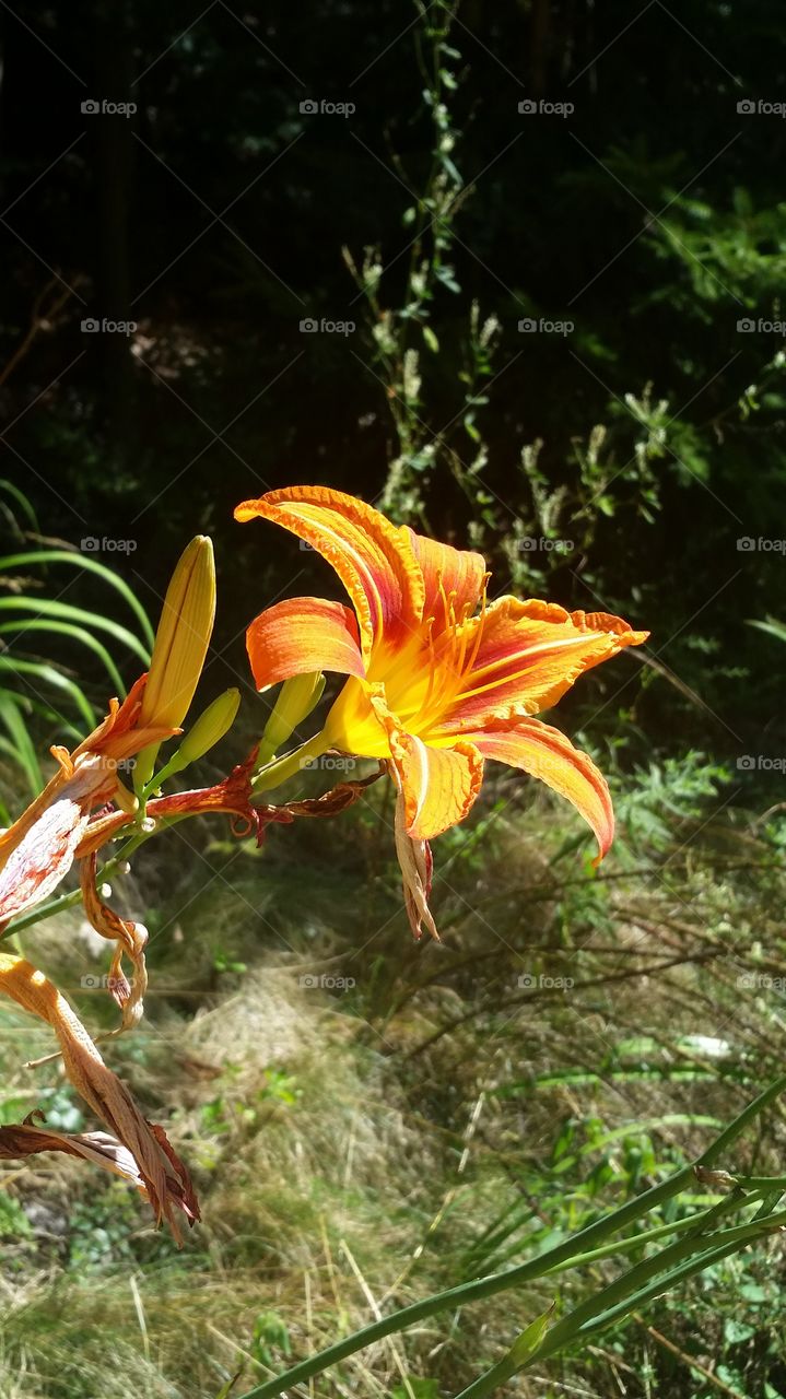 Day Lily in the Sun