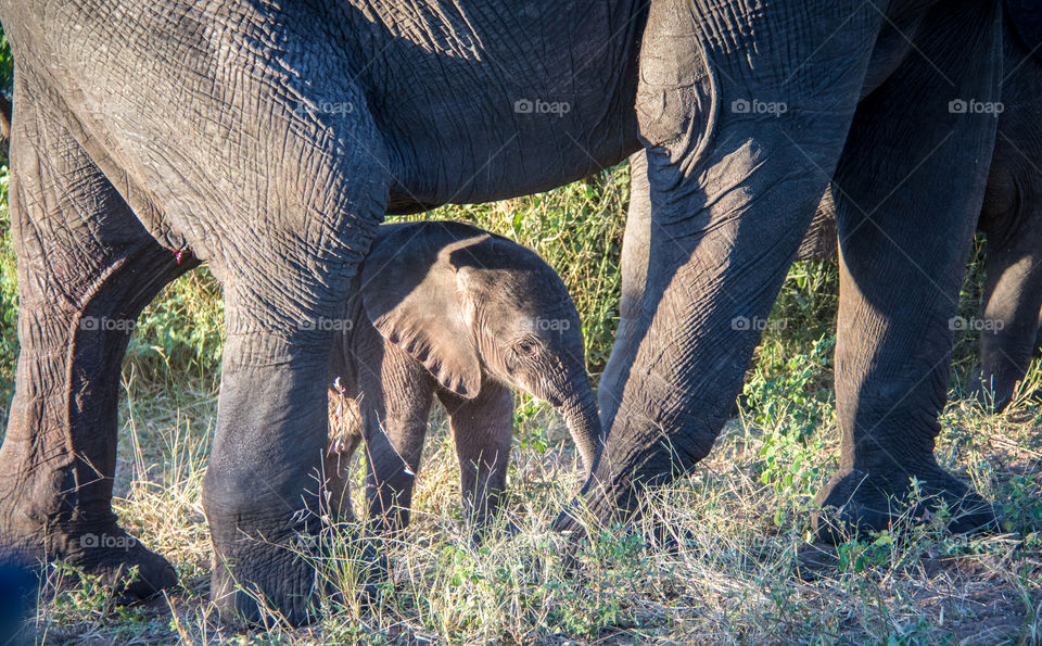 Elephants 