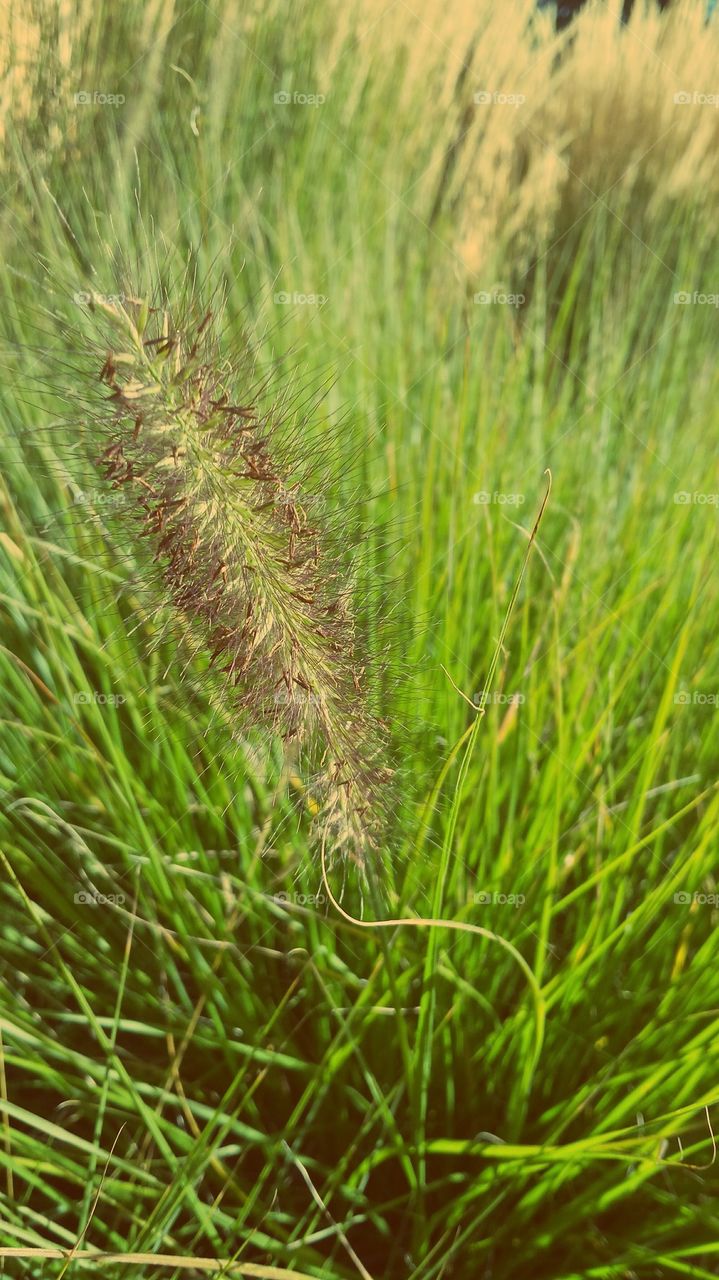 grass