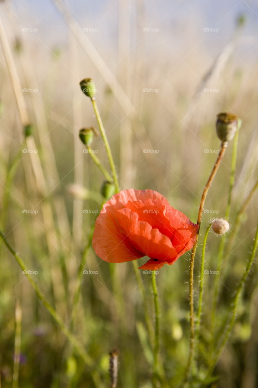 Nature, No Person, Summer, Flower, Grass