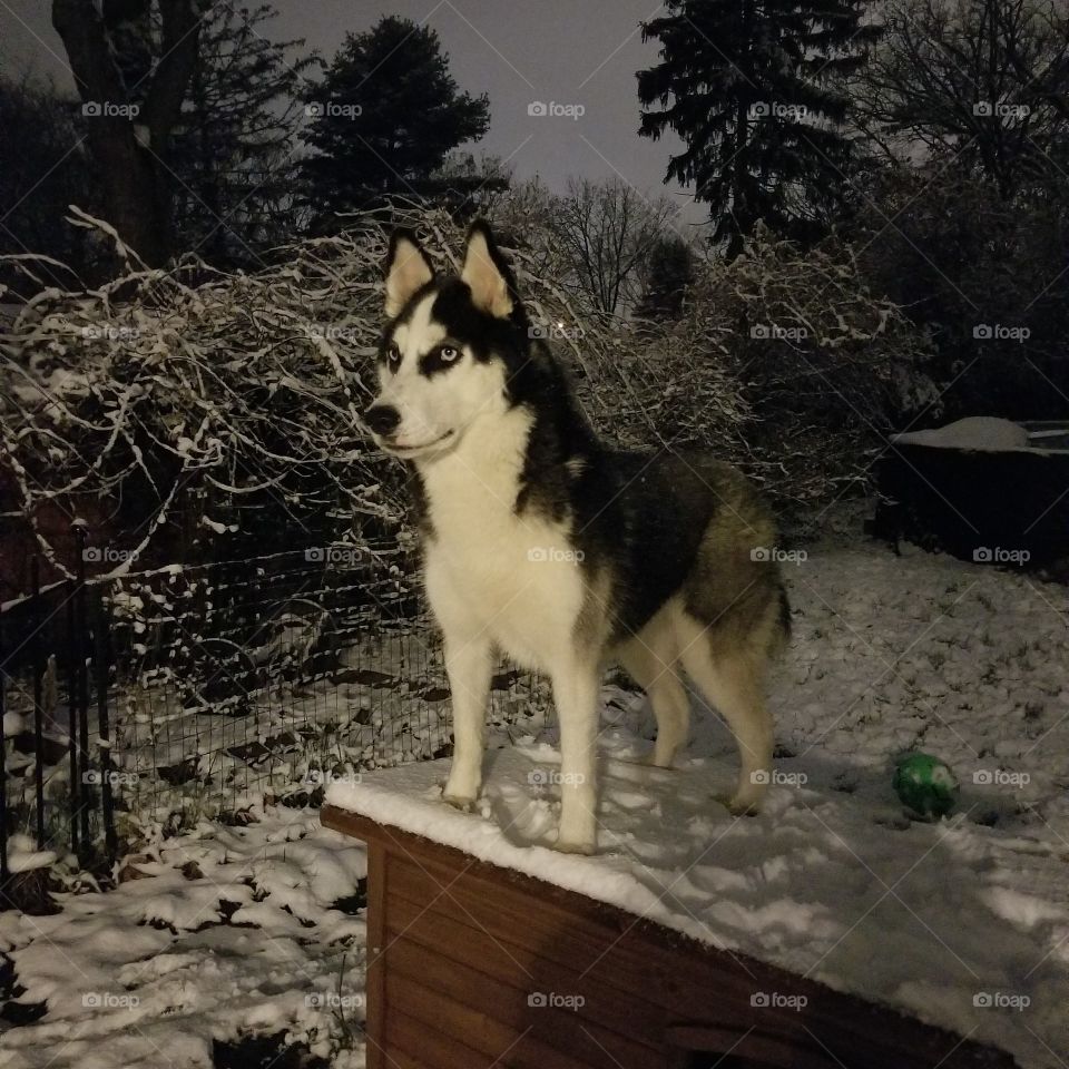 Luna in the Snow