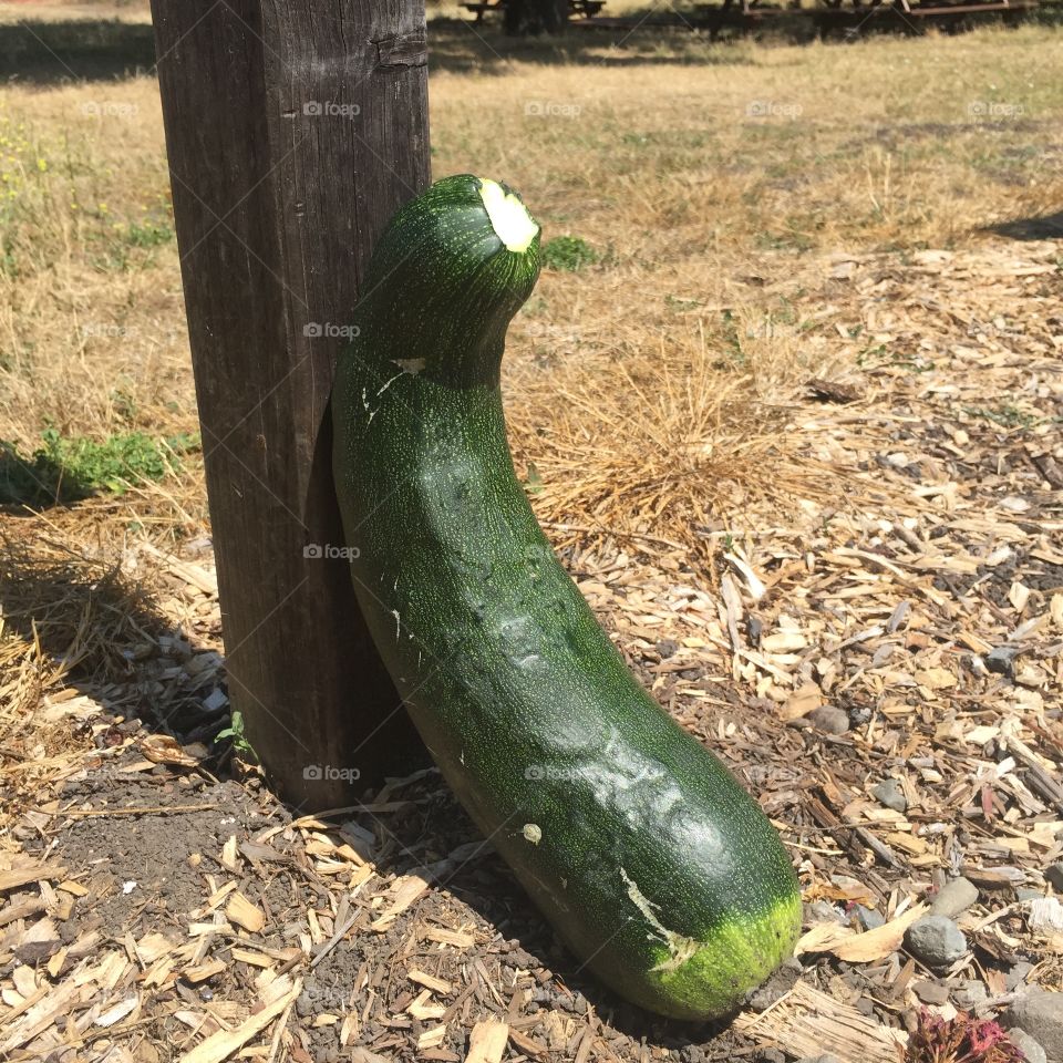 Veggin' Out. Apparently, this zucchini is more than happy to have left the vine.