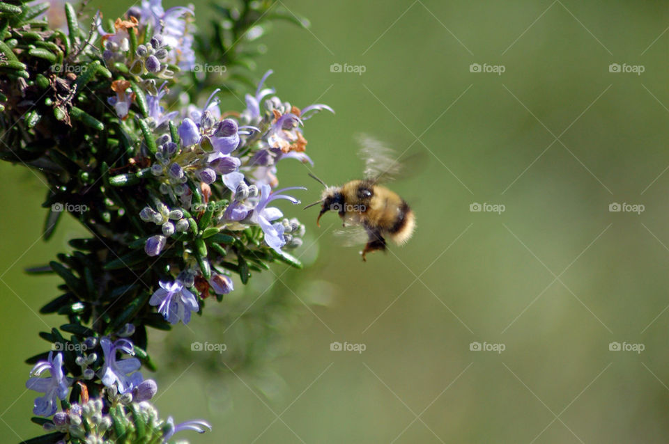 Close-up of flying bee