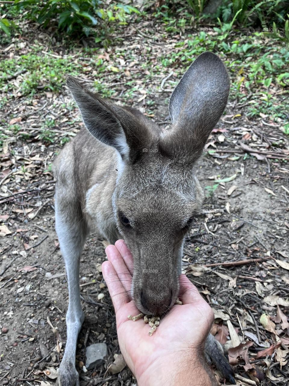 Kangaroo feeding 