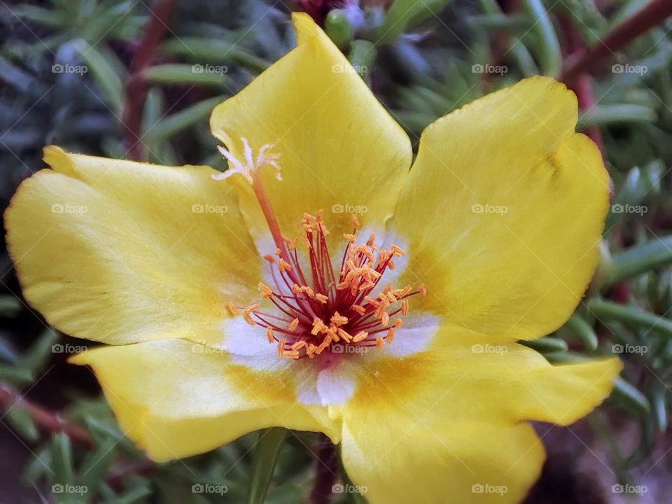 Macro photo of a flower growing in the garden