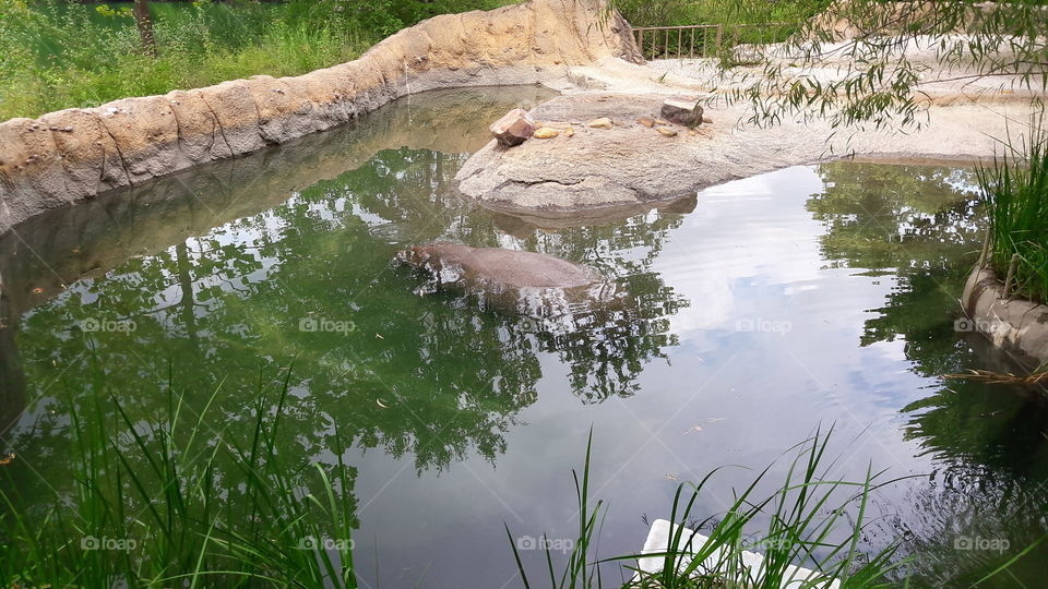 Hippotamus at the Zoo