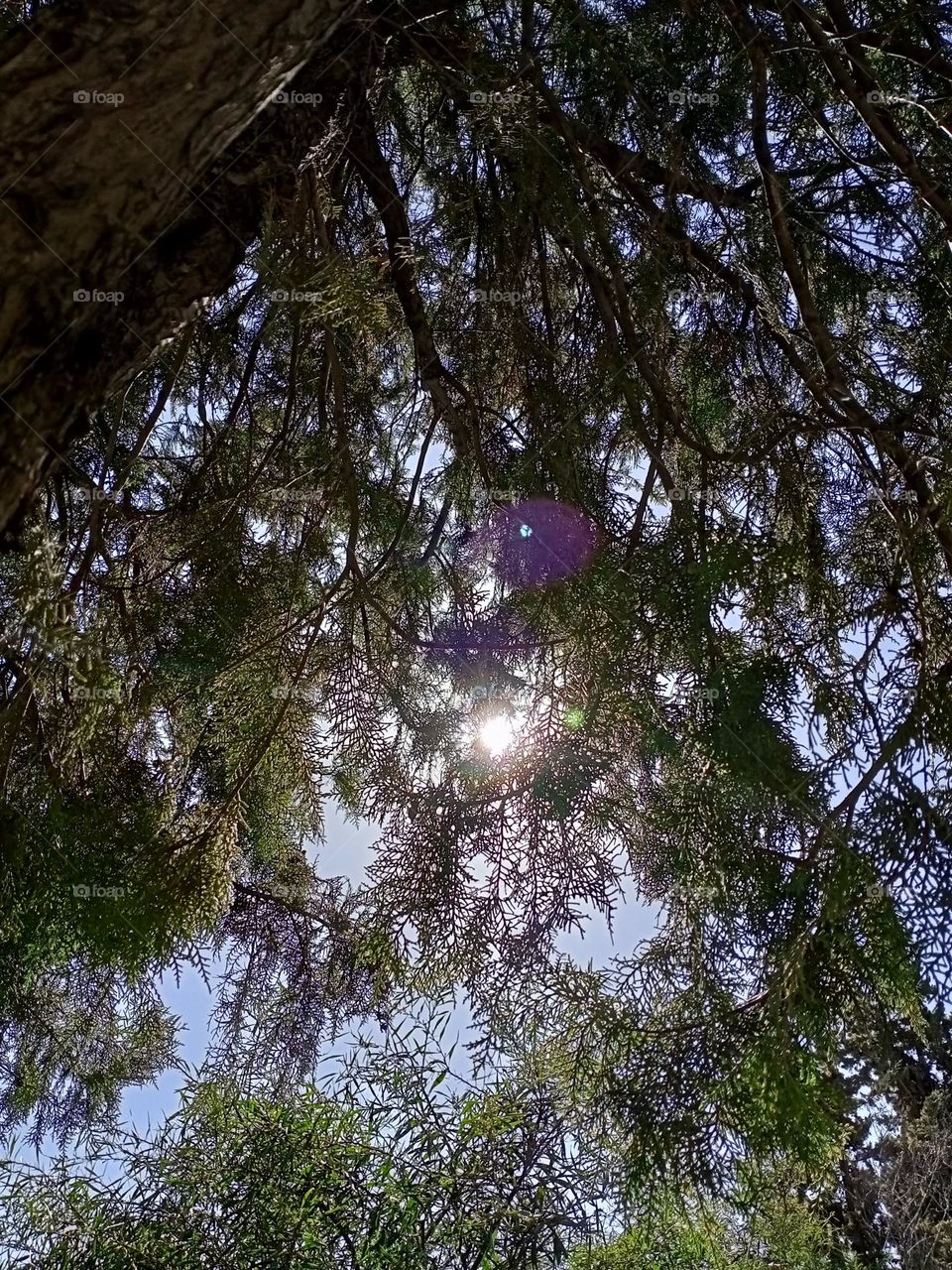 tree sun