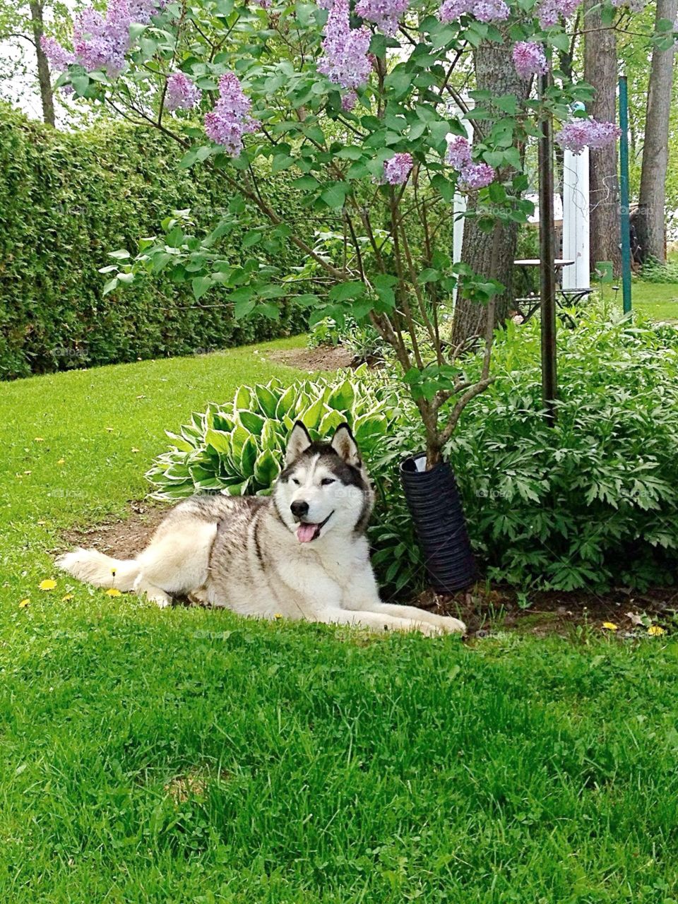 Incredible Husky Dogs