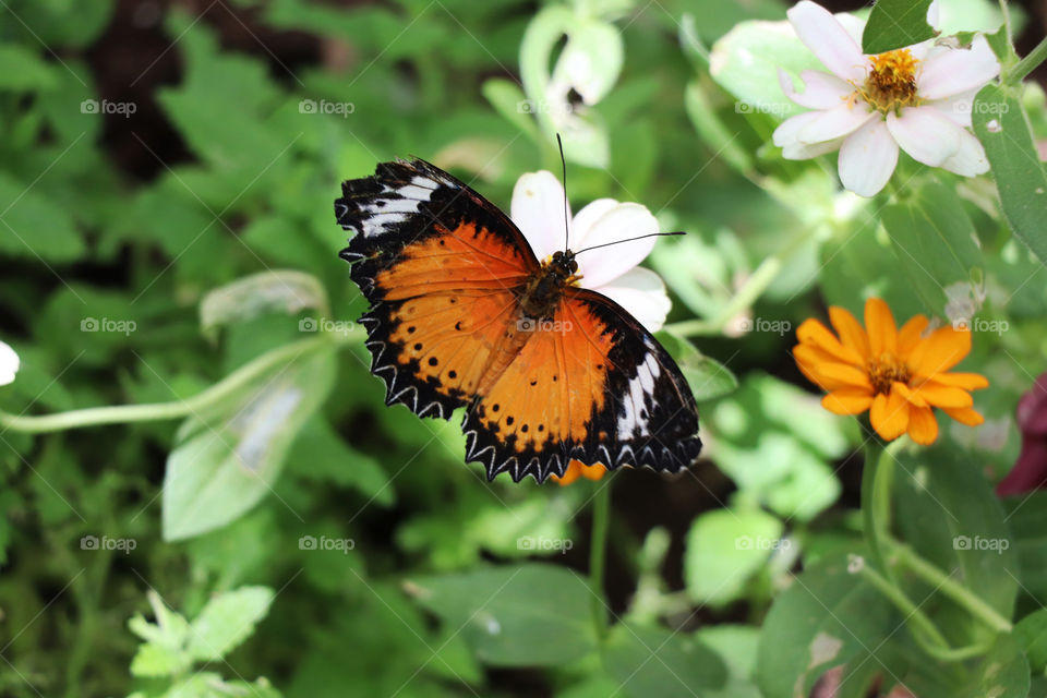 Butterfly resting in a flower